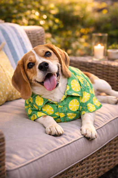 Lemon Print Dog Shirt | Summer Cooling Pet Shirt for Dogs | Lightweight Cotton Dog Apparel