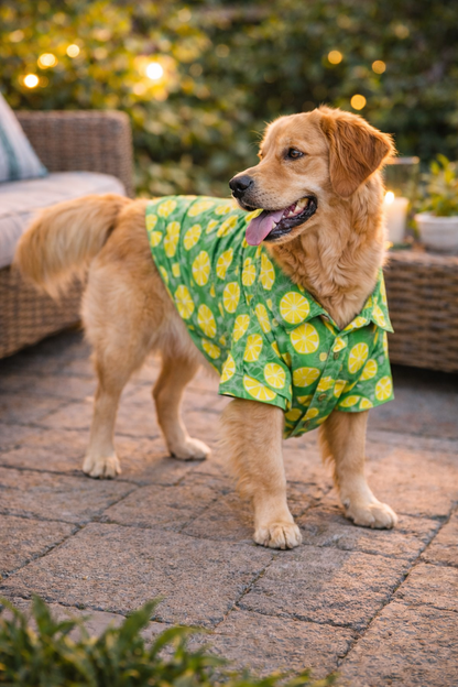 Lemon Print Dog Shirt | Summer Cooling Pet Shirt for Dogs | Lightweight Cotton Dog Apparel