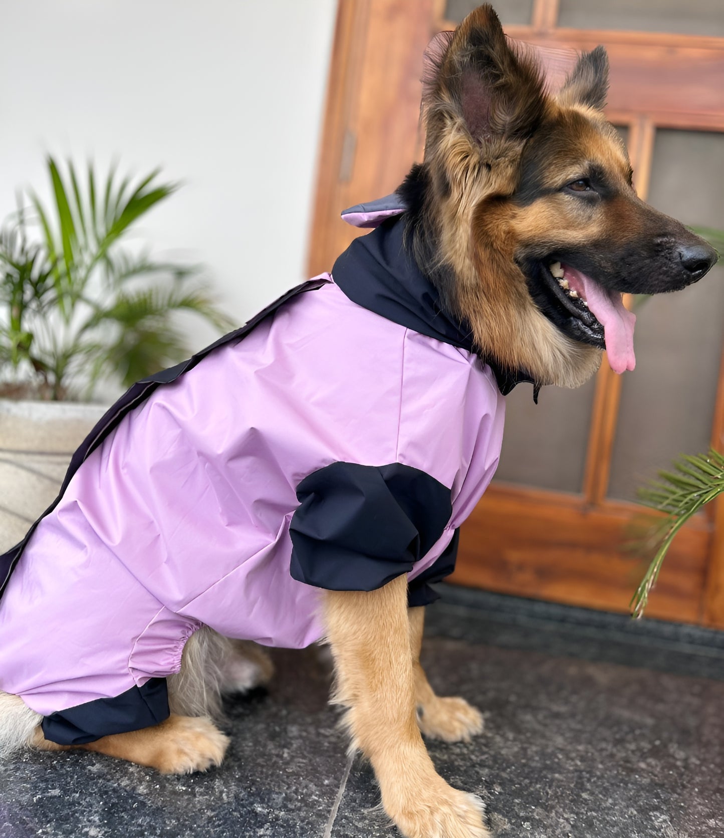 Petffection Thunder Trail Raincoat – All-Weather Waterproof Dog Jacket