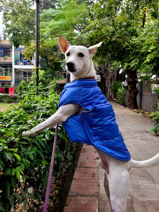 Petffection LustrePaw Puffer (Blue)