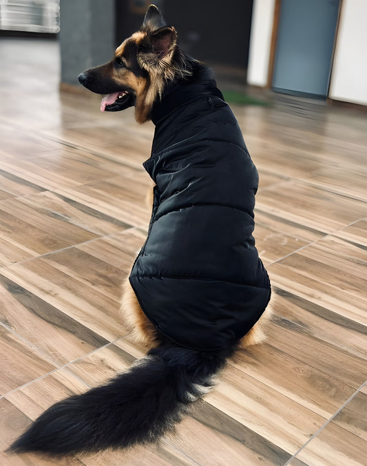 german shepherd wearing black dog puffer jacket petffection