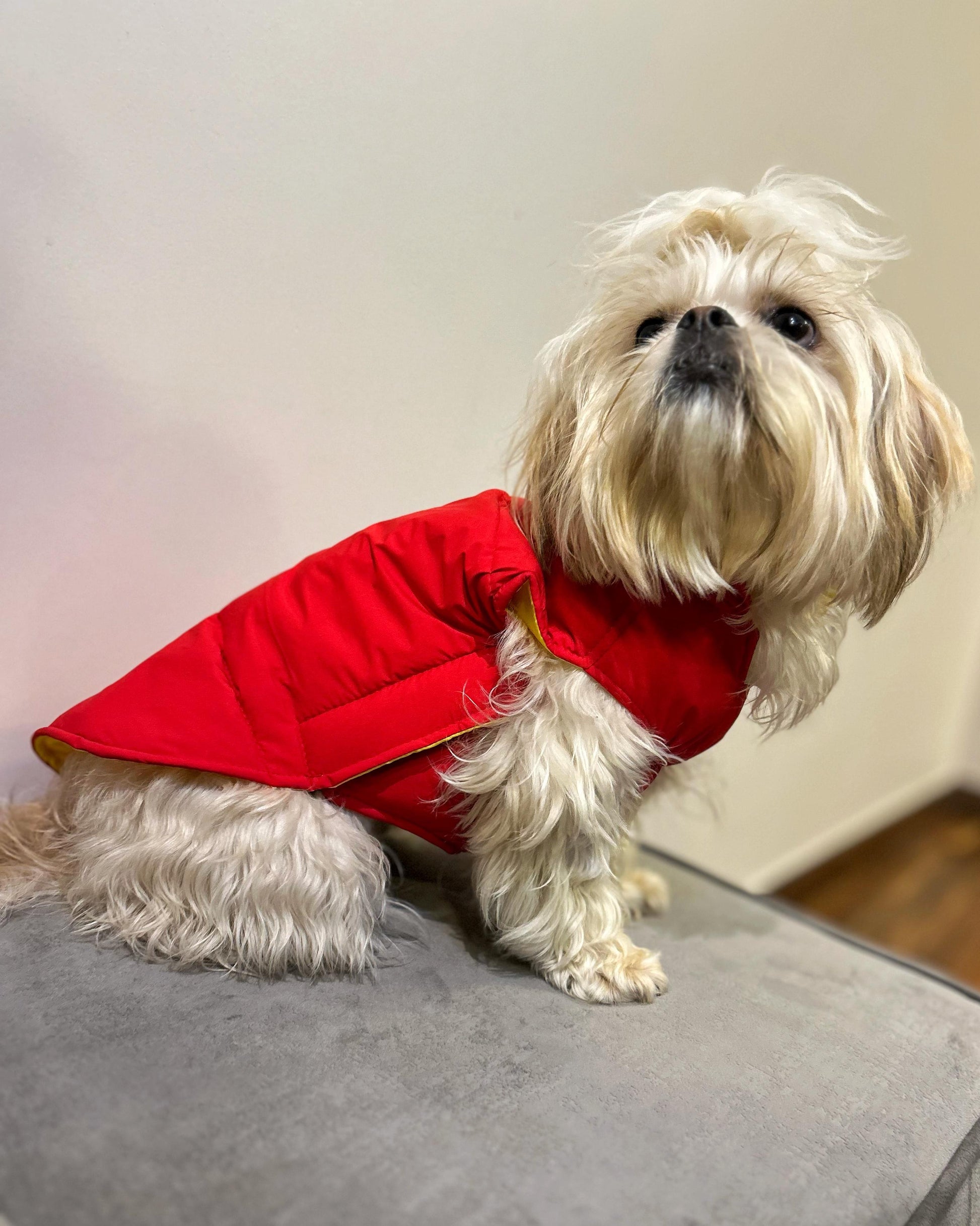 red waterproof dog winter coat on small dog