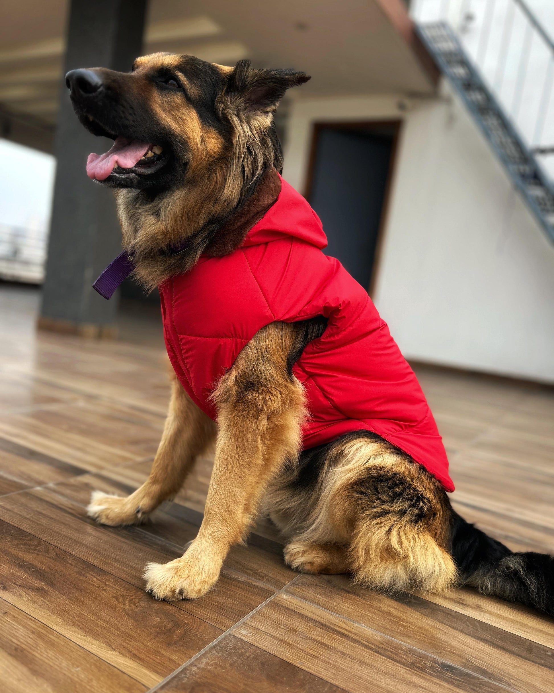fur-trimmed-dog-hoodie-red