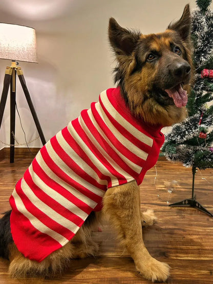 dog sweater for winter on large dog