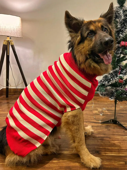 dog sweater for winter on large dog