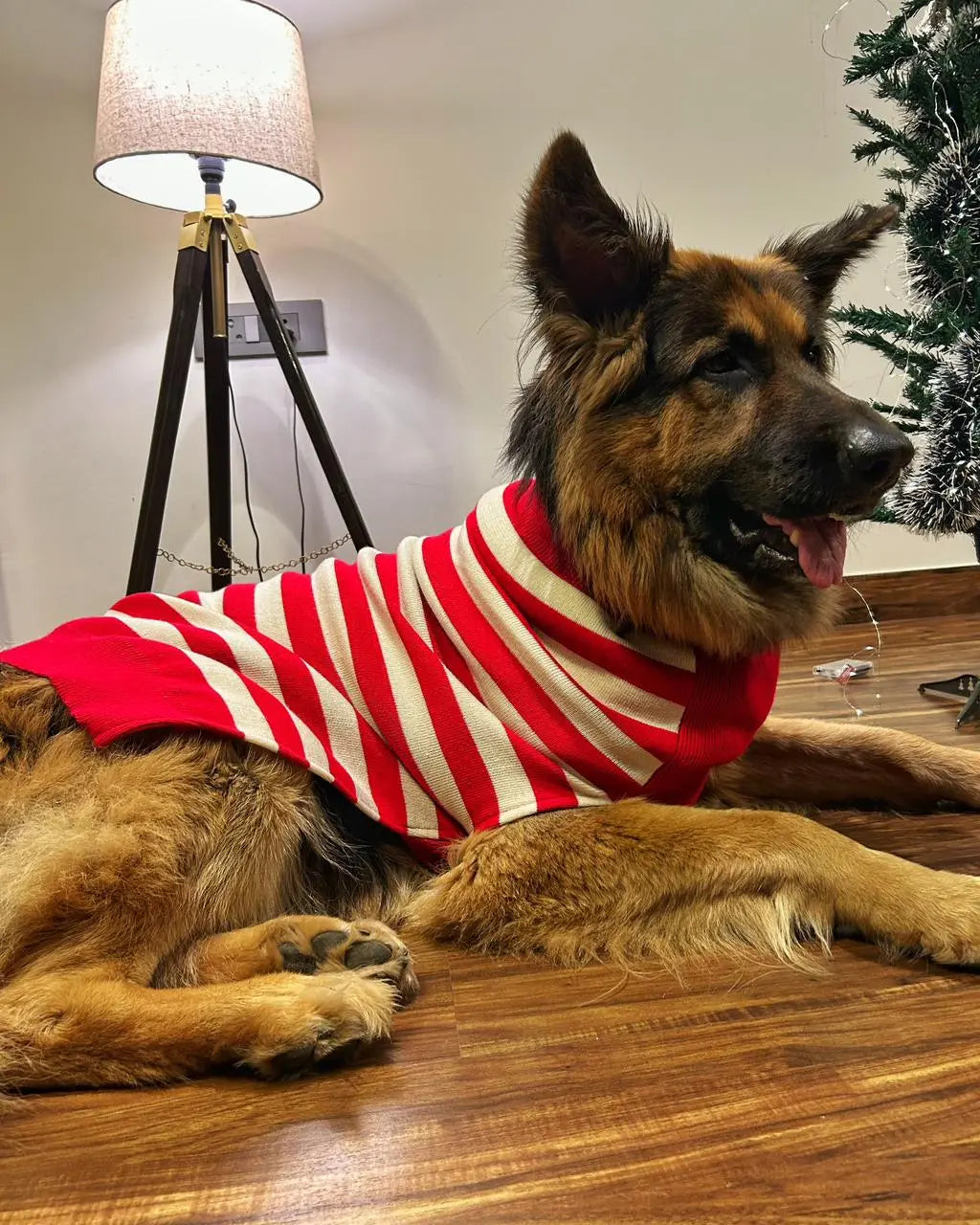 red striped dog sweater knit design